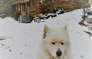 La Cabane Aux Loups - Foto 8