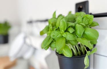 Wunderschöne Ferienwohnungen - Willkommen in der Deichluft - Foto 21