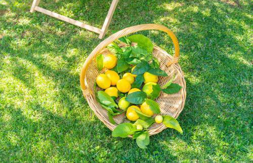 Villa Lemon Garden - Apartment in Dubrovnik - Foto 63