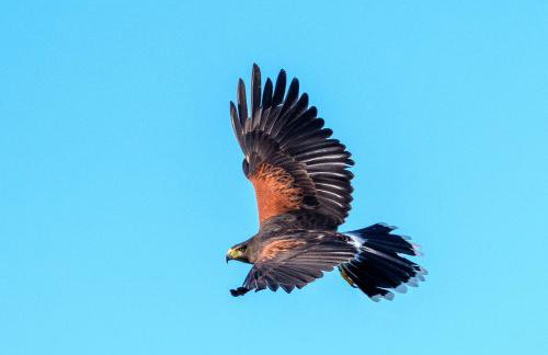 Little Bo Peep - Foto 50