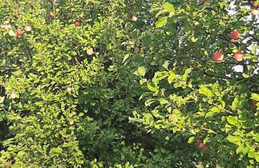 "Sielski Zakątek" - domek całoroczny - Foto 16