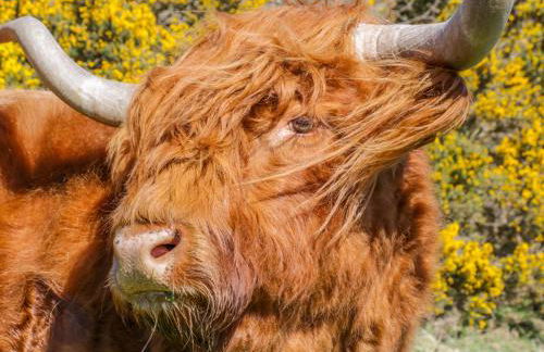 Honey Bee Cottage - Foto 22