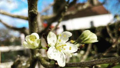 Dreher Hof Salem - Foto 5, Garden