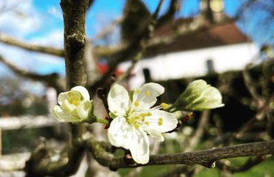 Dreher Hof Salem - Foto 5