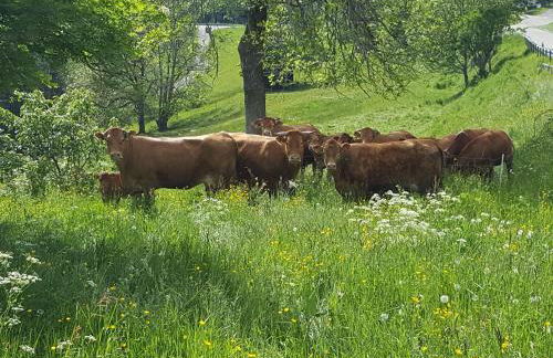 Fischerhof - Foto 26