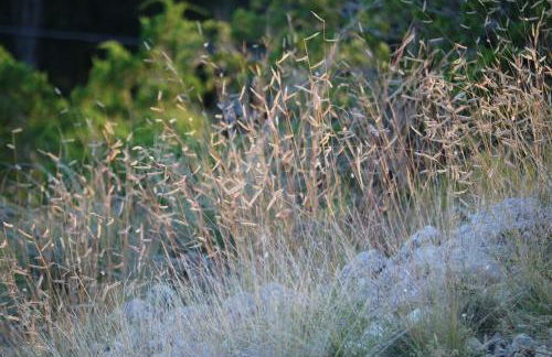 Red-tail Cabin at Gamenthaler - Photo 7