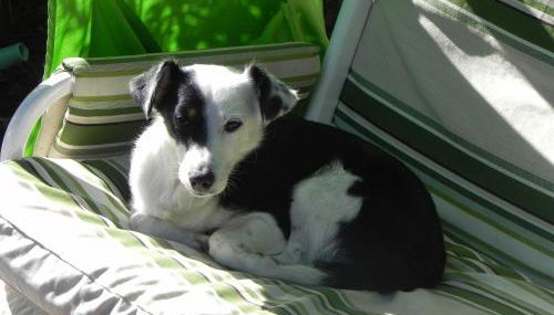 Villetta e Apt. Silvia by Agenzia SolturElba - Foto 1