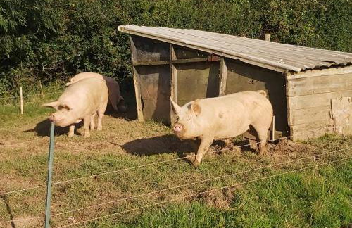 Cuckoo's Nest - Foto 19