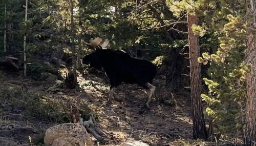 Shady Pines- Cozy Mountain Retreat - Foto 5