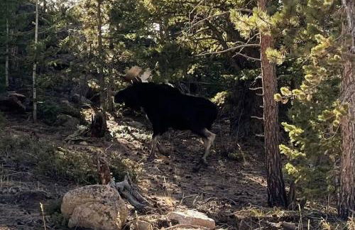 Shady Pines- Cozy Mountain Retreat - Foto 5