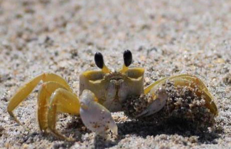 Hutchinson Island BeachFront Heated Pool Balcony Top Floor - Foto 41