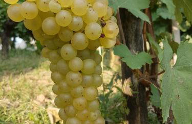 Holiday Home Kalnik - Foto 68