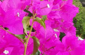 Haraki Mare Studios beach front - Foto 72