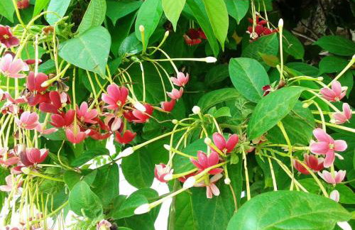 Quitinetes Rusticas Junto a Natureza - Bruxas e Bruxos - Foto 36