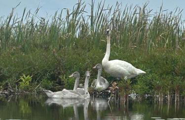 Lakefront! Twin Birch Resort - The Loon - Foto 45