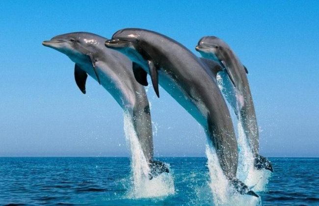 Cesenatico : Tour panoramique côte Adriatique - Photo 1