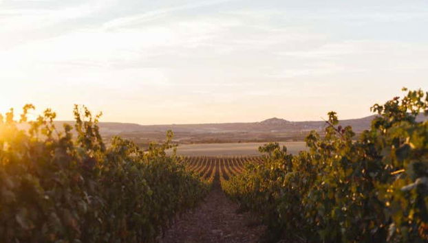 Altanza winery vineyards