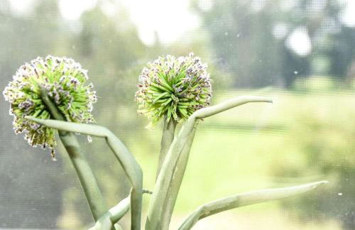 Holiday Apartment Elbe - Foto 69