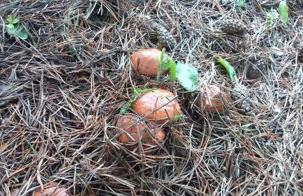 Drewniany Domek w Zakątku Andrzeje Śniczany 18 - Photo 17