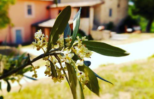 Tenuta San Felice - Foto 54