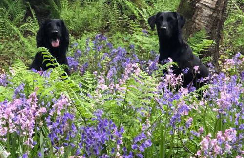 Historical North Cottage in Old Deer - Photo 34