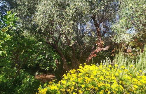 Olive Lemon Biophilic House & Lush Forest Garden - Foto 37