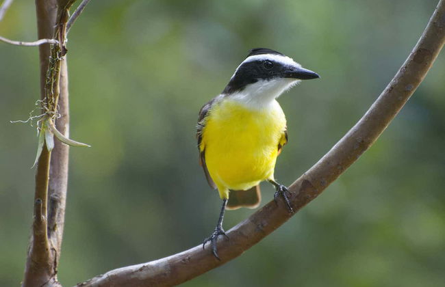 Avistamento de aves e bichos-preguiça em San José - Foto 2
