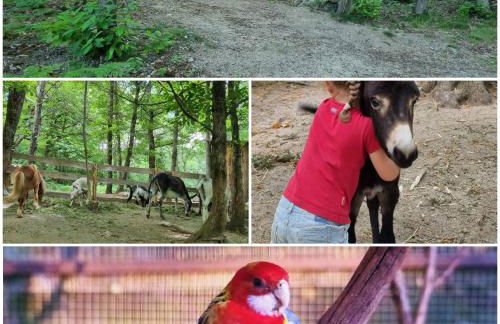 La roulotte rose rouge - Foto 17