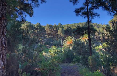 Monte frio de Tenerife - Foto 32