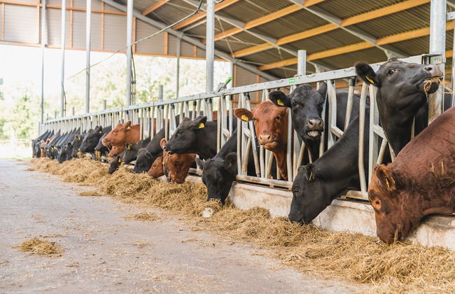 Stylish Farmhouse Escape - Foto 15