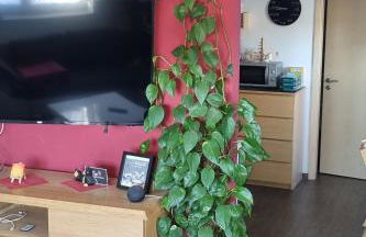 Ferienwohnung Bergidyll - Foto 10