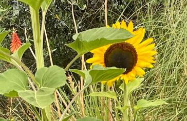 Casa RODA - Photo 46