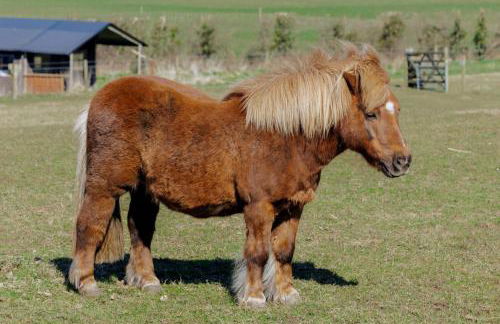 Dorset Farmhouse - Photo 24