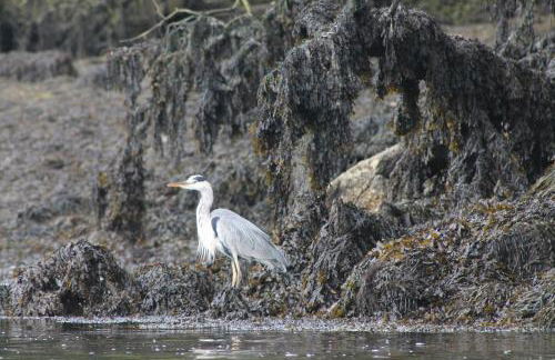 Sky Cottage in Golant village near Fowey - Foto 15
