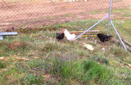 Mosteirinho - Foto 21