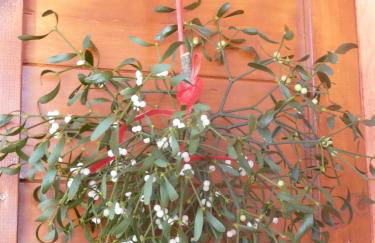 Haus Rosenrot - Foto 9