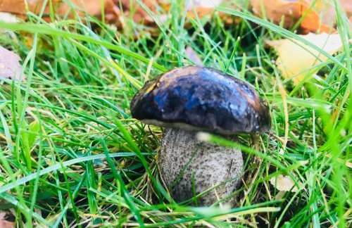 Dobrostan Domek w Naturze - Foto 46