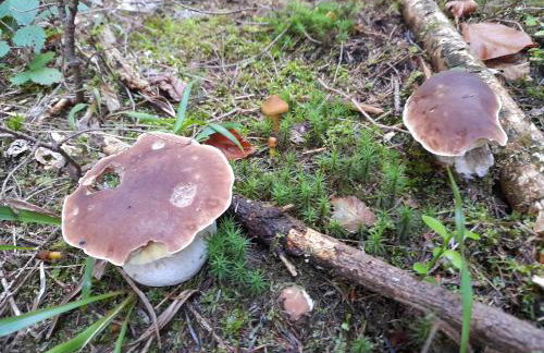 Chatka pod Lubaniem - Photo 53