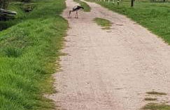 Ferienwohnung Happy - Photo 22