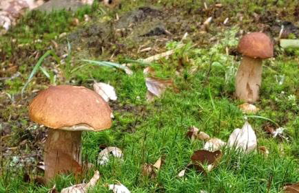 Brzozowisko - domek z balią na Kaszubach - Foto 36