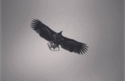 mill house steading overlooking the sea and mull - Foto 43