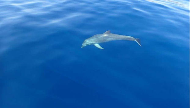 Golfinho nadando ao lado do barco