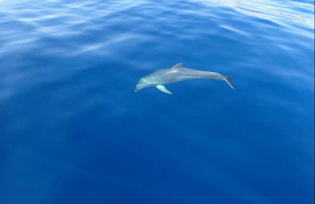 Snorkeling in Hvar, Brač or Makarska - Foto 3
