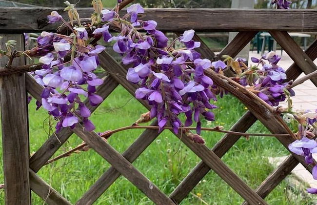 Tenuta di Cascina Diavolo dei Boschi - Foto 31