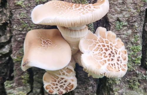 Dehesilla Olive Orchard Retreat - Foto 31