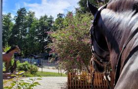 Ferienhaus auf dem Lusitanohof Jäger - Foto 24