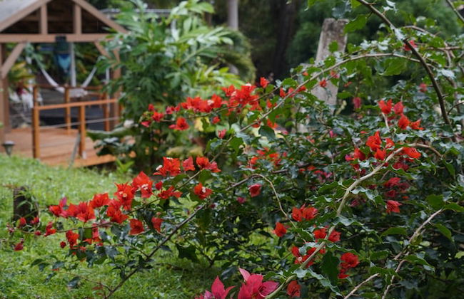 El Yunque Rainforest - Photo 29