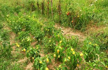 Vila Bella Vista - Foto 32