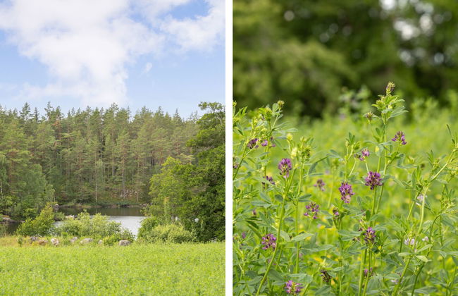 Skogstorpet - Foto 24