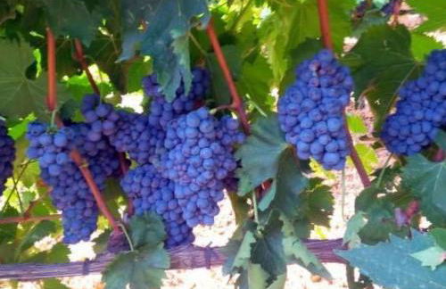 Apartment Charmante Wohnung mit privatem Garten by Interhome - Foto 35